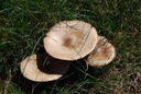 2013-04-14 Rando Assier--35