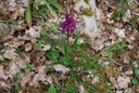 Rando St Pierre Toirac 21 avril--10-Orchidée