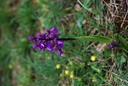Rando St Pierre Toirac 21 avril--05-Orchidée