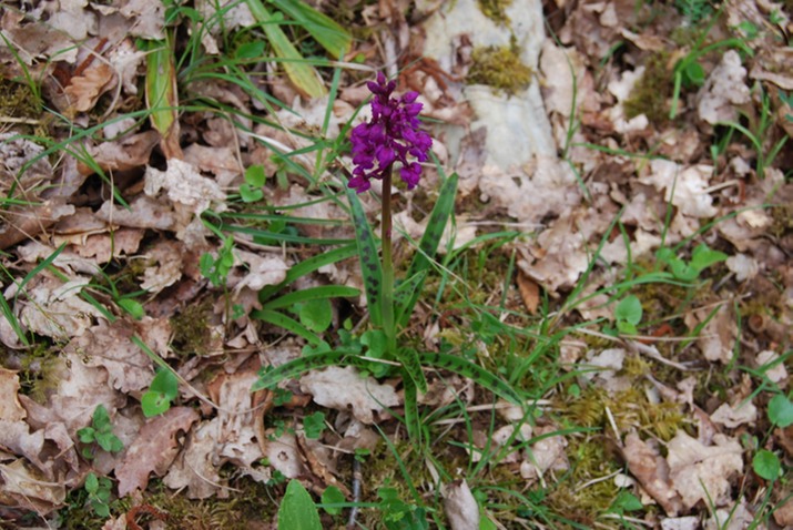 Rando St Pierre Toirac 21 avril--10-Orchidée